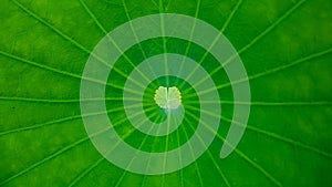 Green Lotus Leaf Background