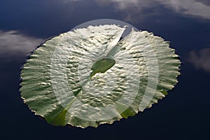 Green lotus leaf in the dam, Garden Route, South Africa
