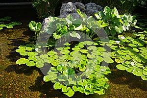 Green lotus leaf for decorate pool