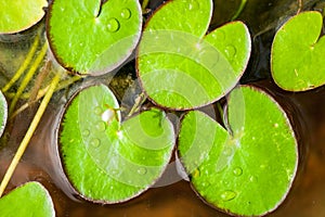 Green lotus leaf floating on water in a pot