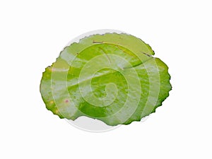 Green lotus leaf on isolated background