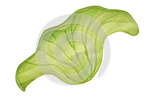 Green lotus leaf painted in watercolor and isolated on a white background.