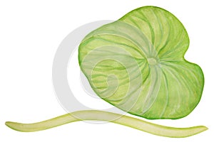 Green lotus leaf painted in watercolor and isolated on a white background.