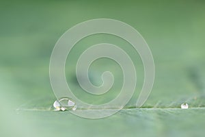 Green Lotus leaf with water drop