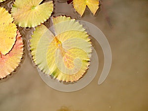 Green Lotus leaf with water drop