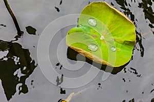 Green Lotus leaf with water drop