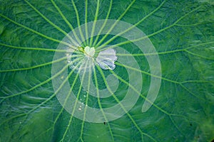 Green lotus leaf with water drop, abstract fresh nature background.