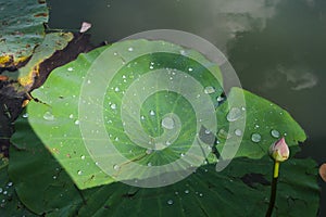 Green Lotus leaf with water drop as background