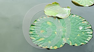Green Lotus Leaf with Water Drop in The Still Flat River used as Template