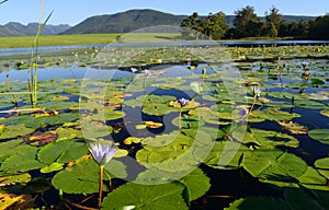 Green lotus leafs with water lilies in dam, Garden Route, South Africa