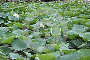 Green lotus leaves
