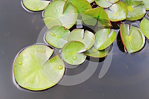 Green lotus leaves