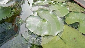 Green lotus leaves in the water