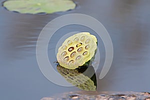 Green lotus seed pod with reflection in the pond. Summer in Thai