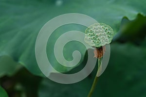 Green lotus seedpod and leaf