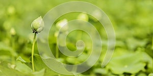 Green lotus selective focust