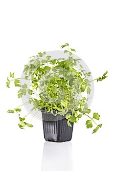 Green lovage in pot isolated on white background