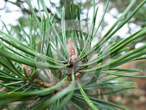 Green and lovely pine needless