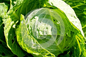 Green lrge head of cabbage in the garden with drops