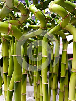Green lucky bamboo a lot. Indoor plant with green spiral stem. Dracaena sanderiana, Asparagaceae, helicoid bamboo sprouts texture