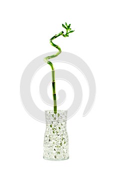 Green Lucky bamboo stem in glass vase on white background.