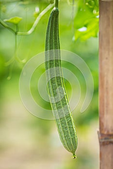 Green Luffa acutangula Chinese okra, Sponge gourd, or silk squash hanging from a tree on a vegetable farm. Fresh Chinese okra