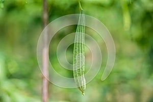 Green Luffa acutangula Chinese okra, Sponge gourd, or silk squash hanging from a tree on a vegetable farm. Fresh Chinese okra