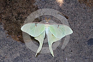 Green Luna Moth