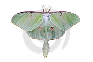 Green Luna Moth Isolated on White