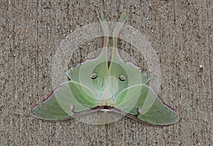 Green Luna Moth on Sidewalk near Warehouse in Rural East Texas