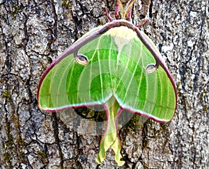 Green Luna Moth sitting on a tree