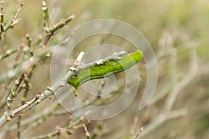 Green Lunar Caterpillar