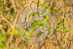 Green Lunar Caterpillar