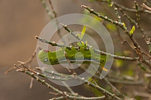 Green Lunar Caterpillar