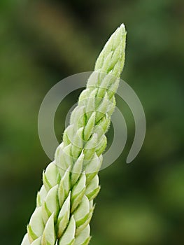 Green Lupin Flower Spike Tip