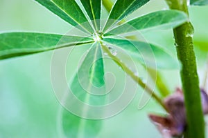 Green Lupininae leaf with drop of morning dew. Natural green background. Ecology