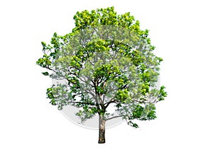 Green and lush ash tree on white background