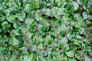 Green lush beet leaves