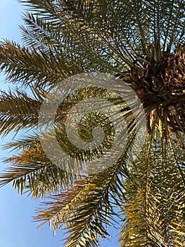 Green lush foliage of a tall palm tree against a blue sky.