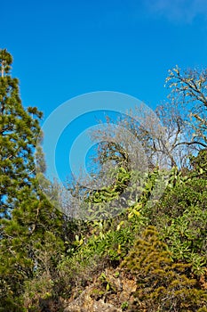 Green and lush forest on the Island of La Palma, Canary islands in Spain. Landscape view of trees and bushes on an