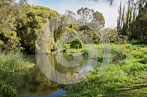 Green and Lush: Gwelup Wetlands