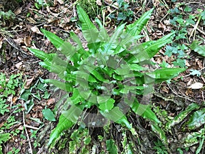 Green and lush leaves.