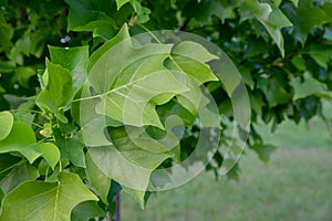 Green Lush Natural Background of Sycamore Leaves. Maple Leaves Frame Flat Lay. Beautiful Garden Foliage Texture or Leaf
