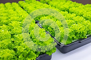 Green lush organic Salad food plant nursery indoor agriculture farm growing tray from Led light