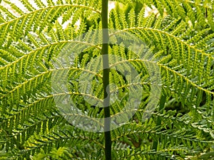Green lush ostrich fern frond in the sunny spring forest