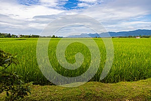 Green lush paddy field at the sunset valley Langkawi, Malaysia. Blue sky with white clouds on the horizon. Endless rice field,