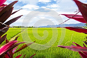 Green lush paddy field at the sunset valley Langkawi, Malaysia. Blue sky with white clouds on the horizon. Endless rice field,