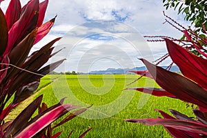 Green lush paddy field at the sunset valley Langkawi, Malaysia. Blue sky with white clouds on the horizon. Endless rice field,