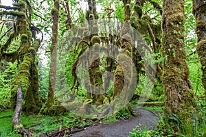 Green lush plants of temperate rainforest at Olympic National Park Washington USA