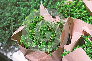 Green lush plants wrapped craft paper in flower market defocused background. Toned nature horizontal